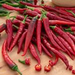 Potagères - Piment de Cayenne - face recto